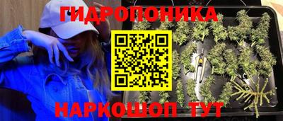 стаф Кинель